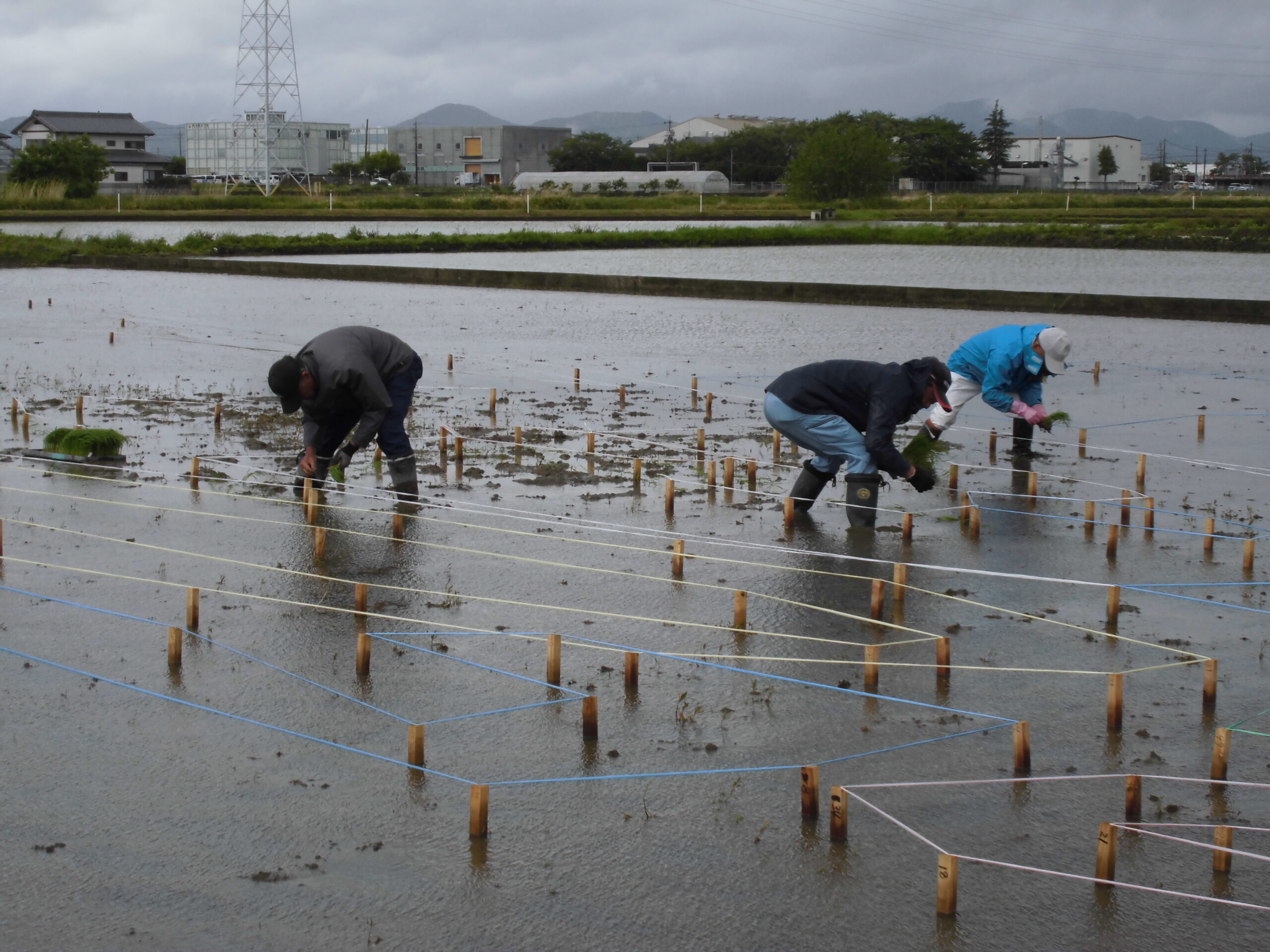 設計図により杭打ち・紐張り後、絵柄に沿って田植えを行う図